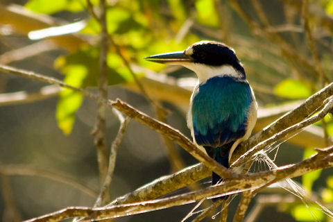 Forest Kingfisher (Todiramphus macleayii)